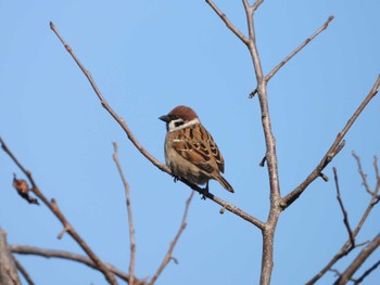 Eurasian Tree Sparrow まつぶし緑の丘公園 Fri, 1/5/2024