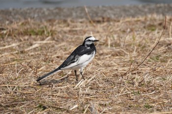 White Wagtail Mizumoto Park Sun, 3/17/2024