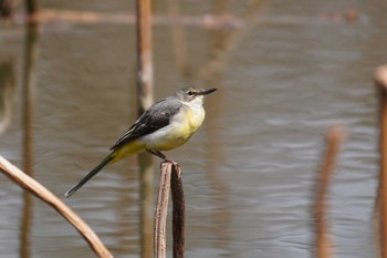 Grey Wagtail Mizumoto Park Sun, 3/17/2024