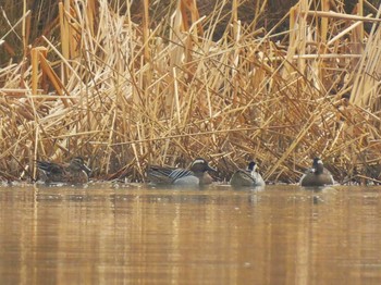 Garganey 芝川第一調節池(芝川貯水池) Sun, 3/24/2024