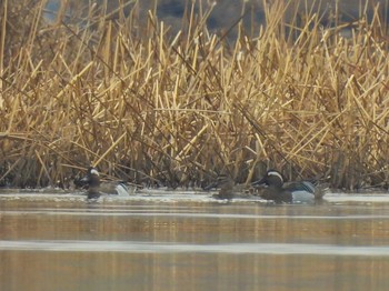 Garganey 芝川第一調節池(芝川貯水池) Sun, 3/24/2024