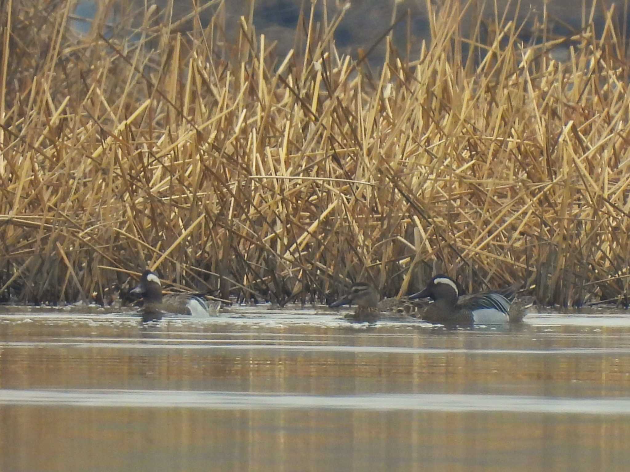 Garganey