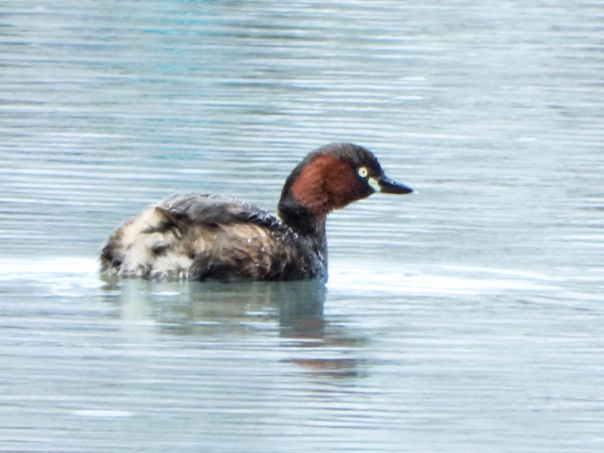 Photo of Little Grebe at Shinjuku Gyoen National Garden by HIKARI  ξ(｡◕ˇ◊ˇ◕｡)ξ