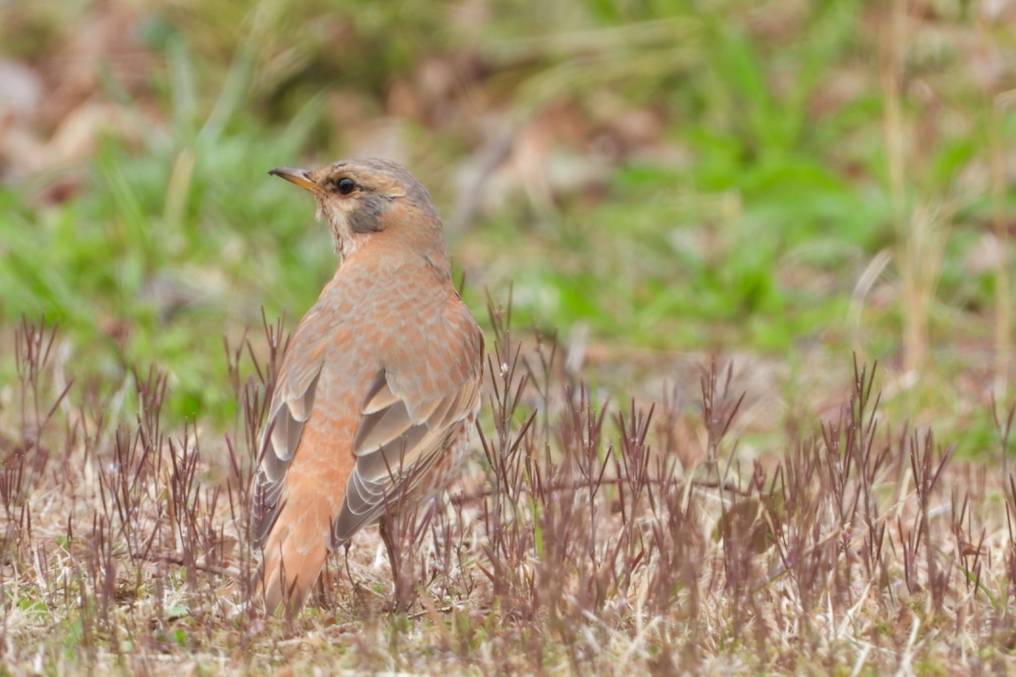 東京都 ハチジョウツグミの写真 by biglife_birds