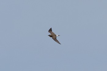 Oriental Pratincole Unknown Spots Sun, 3/24/2024