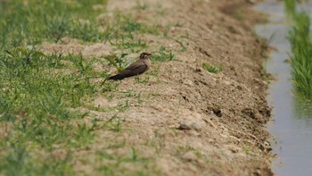 Oriental Pratincole Unknown Spots Sun, 3/24/2024