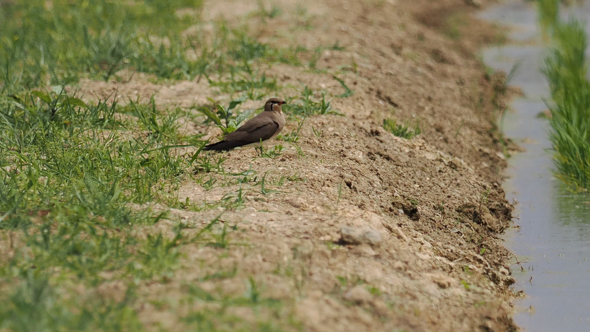 Photo of Oriental Pratincole at  by エナガ好き