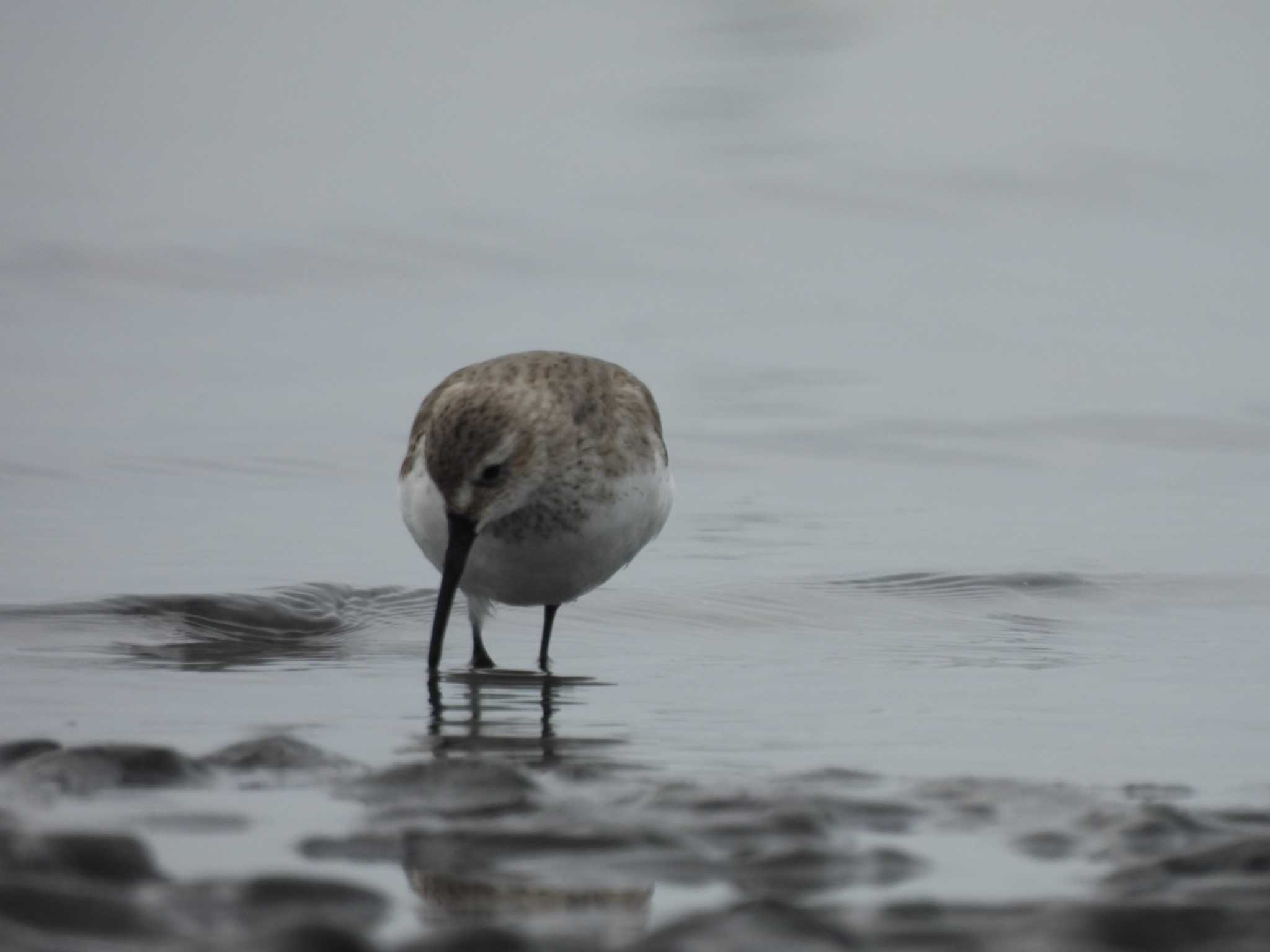 Dunlin