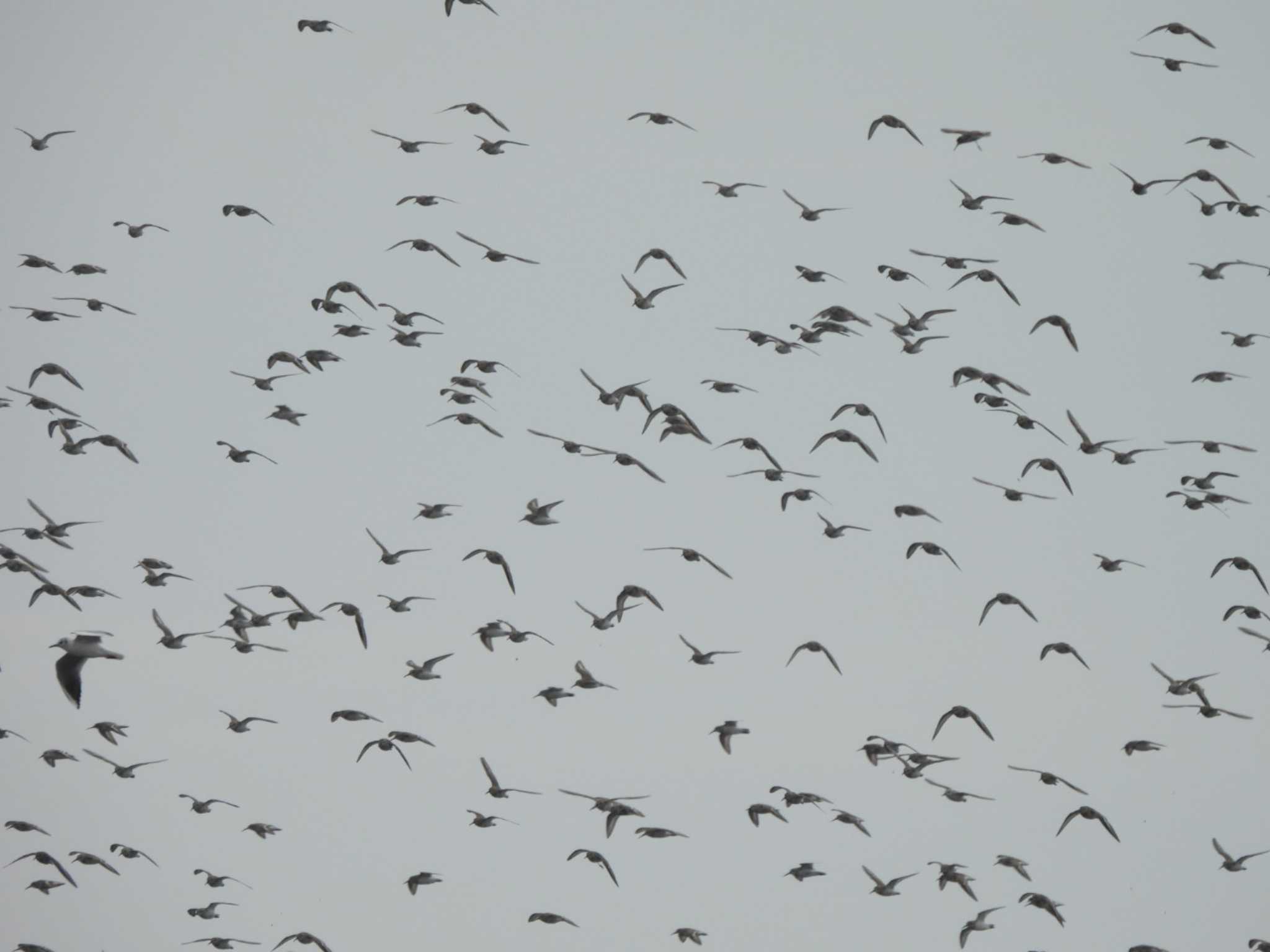 Dunlin