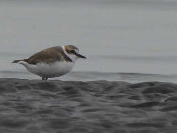 Kentish Plover Sambanze Tideland Sun, 3/24/2024