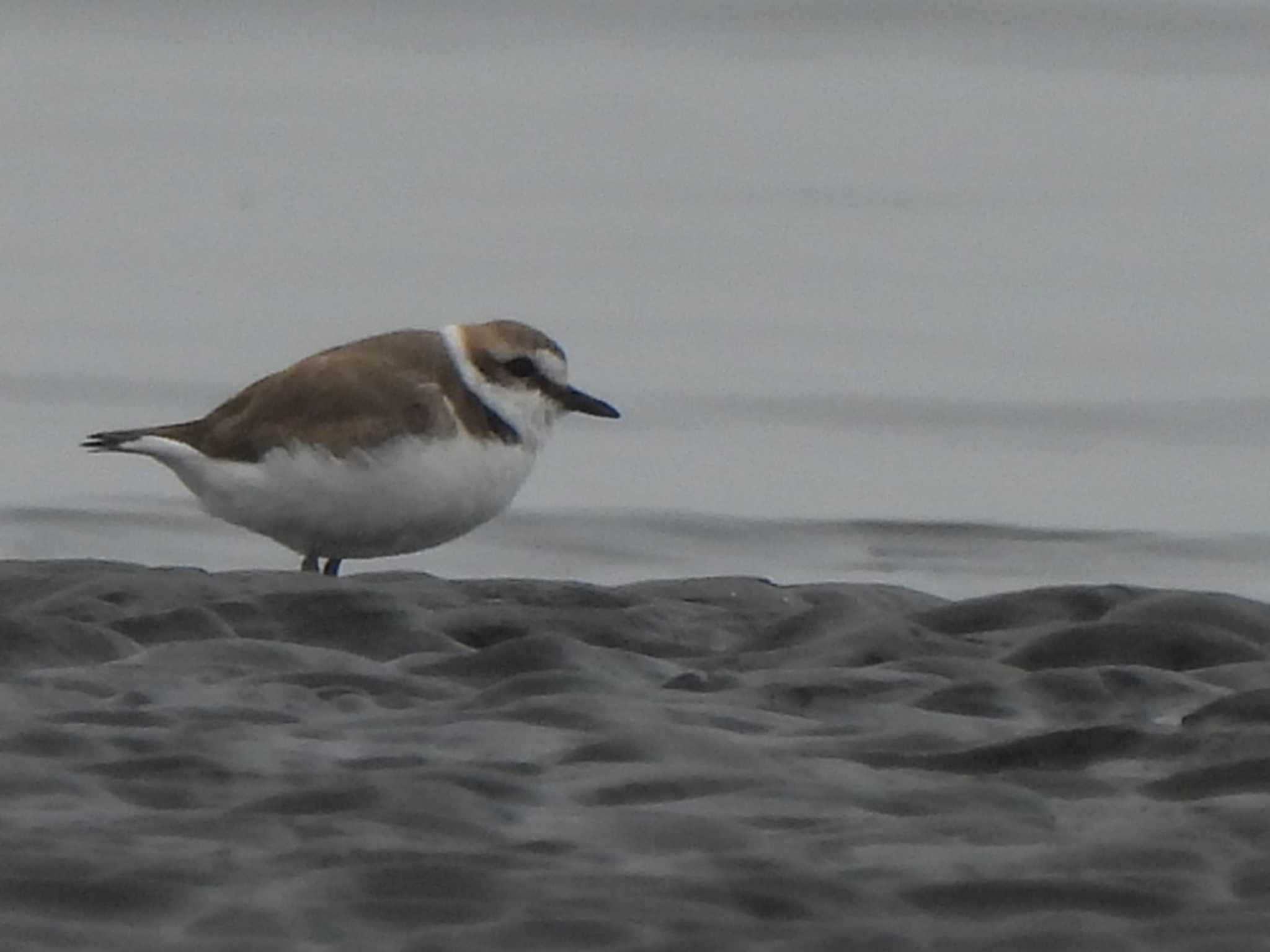 Kentish Plover