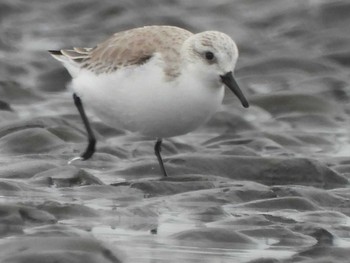 ミユビシギ ふなばし三番瀬海浜公園 2024年3月24日(日)