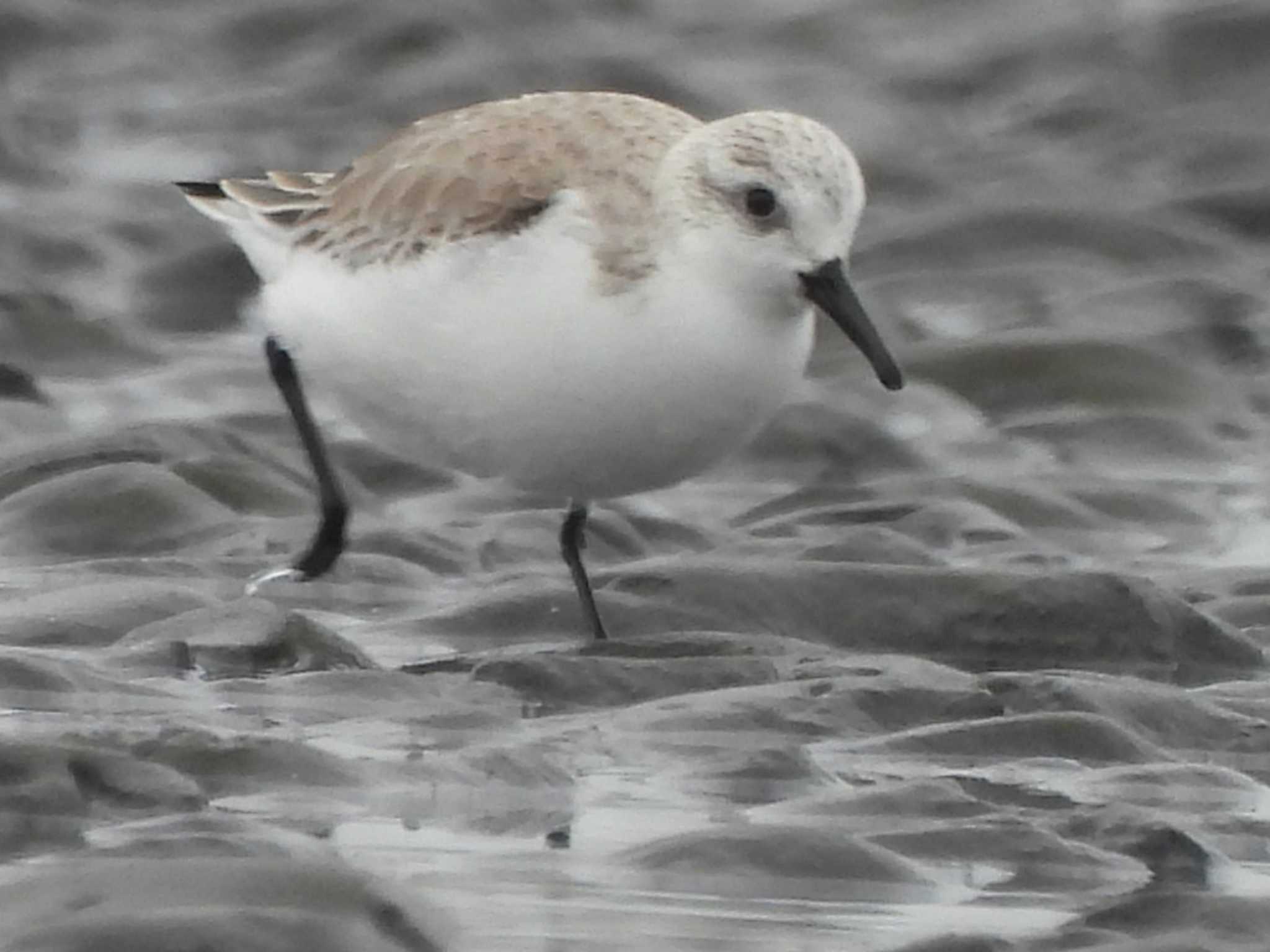 Photo of Sanderling at Sambanze Tideland by ミサゴ好き🐦