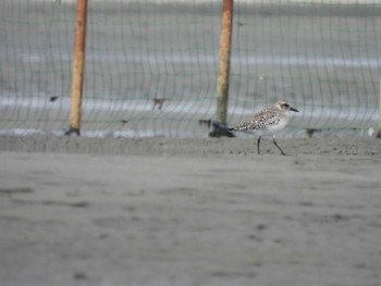 ダイゼン ふなばし三番瀬海浜公園 2024年3月24日(日)