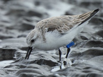 2024年3月24日(日) ふなばし三番瀬海浜公園の野鳥観察記録