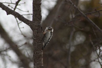 Japanese Pygmy Woodpecker(seebohmi) Maruyama Park Sun, 3/24/2024