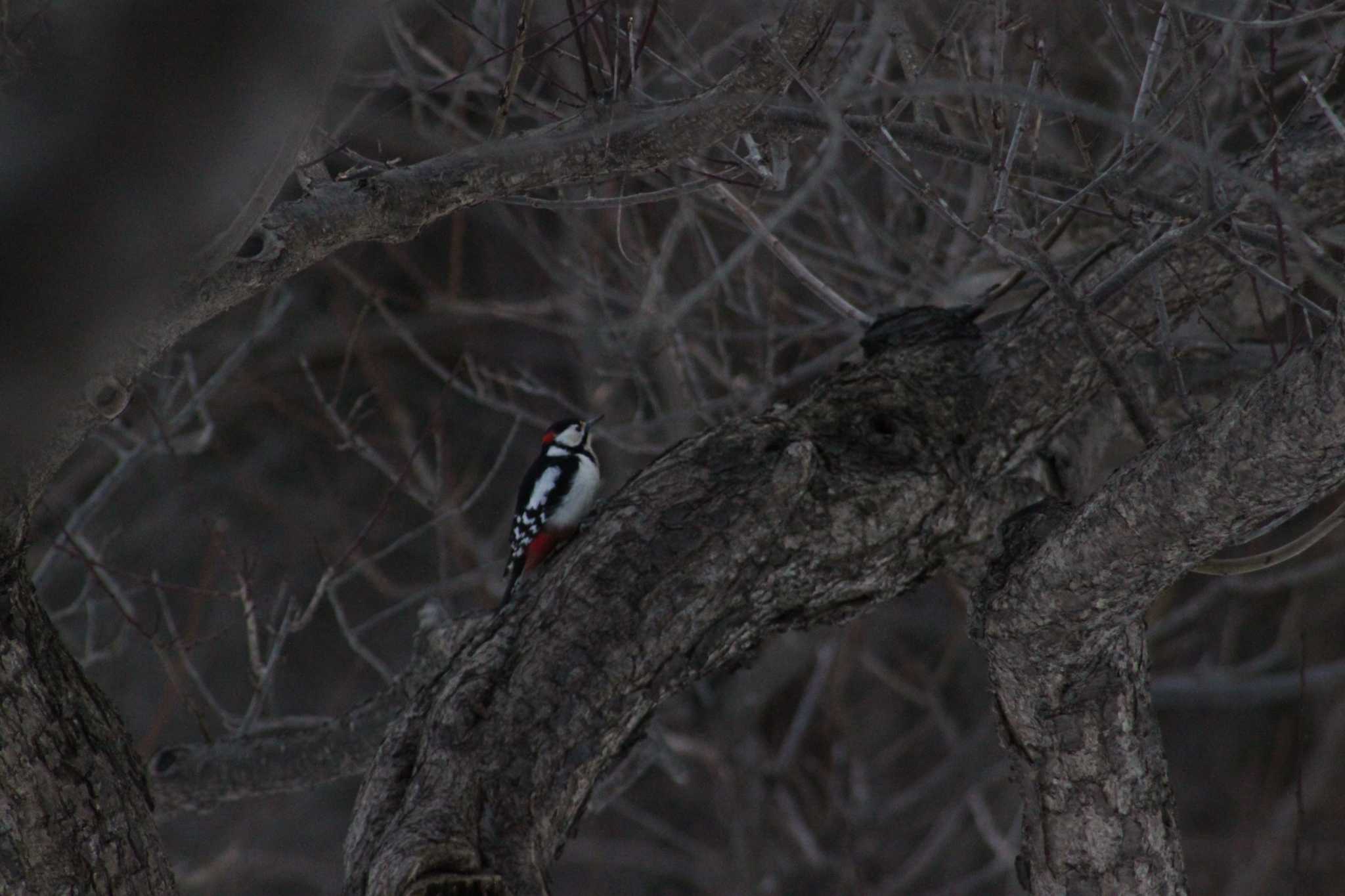 Photo of Great Spotted Woodpecker(japonicus) at Maruyama Park by Sapporo marshmallow@bird