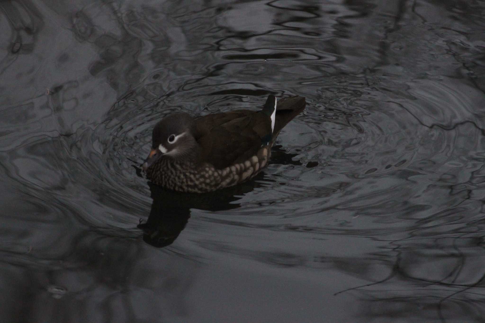 Mandarin Duck