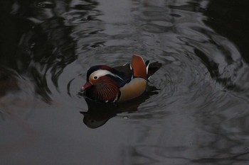 オシドリ 円山公園 2024年3月24日(日)