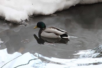 マガモ 円山公園 2024年3月24日(日)