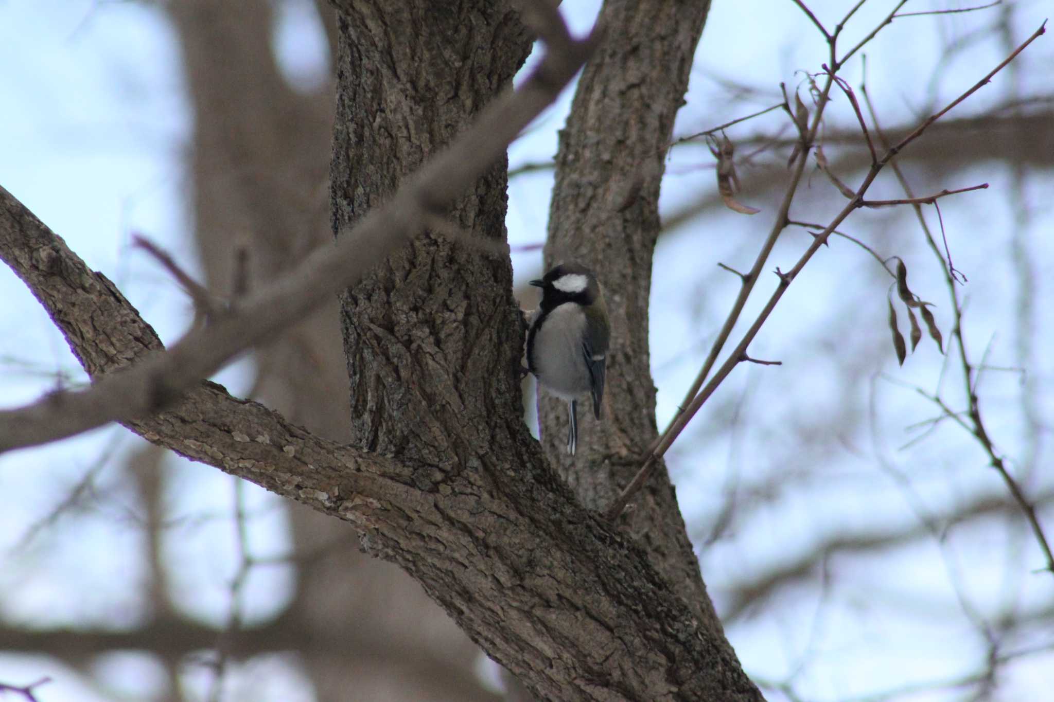 Japanese Tit