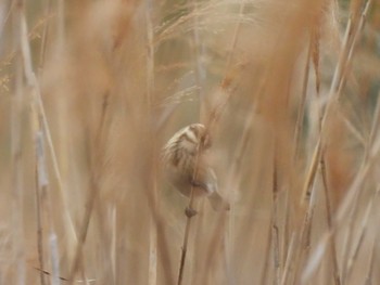 Common Reed Bunting 行徳野鳥保護区 Sun, 3/24/2024