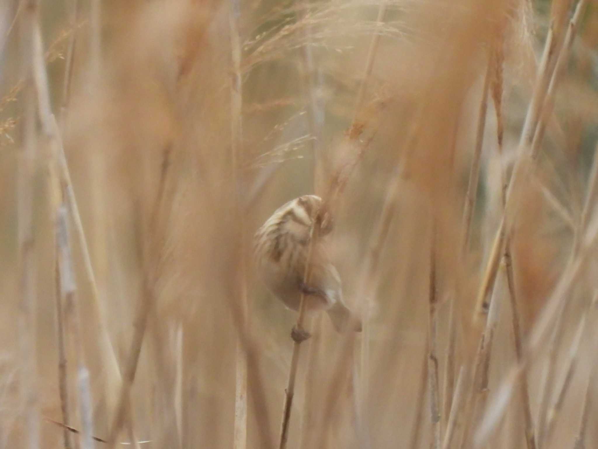 Common Reed Bunting