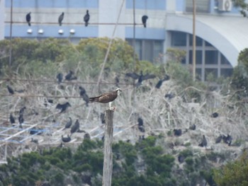 Sun, 3/24/2024 Birding report at 行徳野鳥保護区