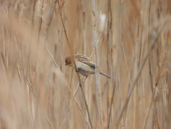 Common Reed Bunting 行徳野鳥保護区 Sun, 3/24/2024