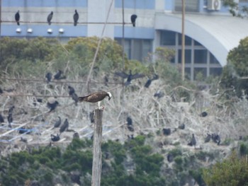 ミサゴ 行徳野鳥保護区 2024年3月24日(日)