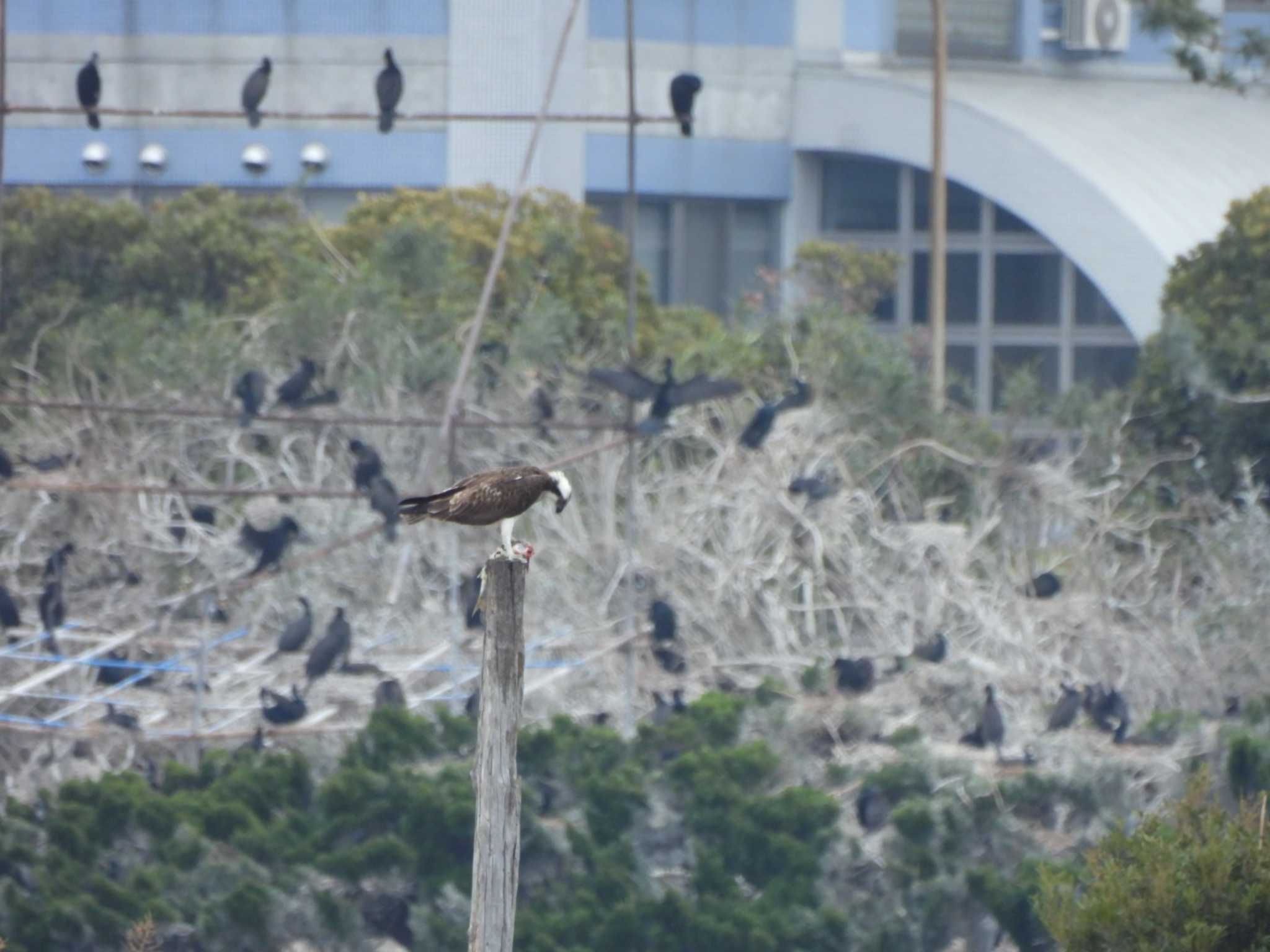 行徳野鳥保護区 ミサゴの写真 by ミサゴ好き🐦