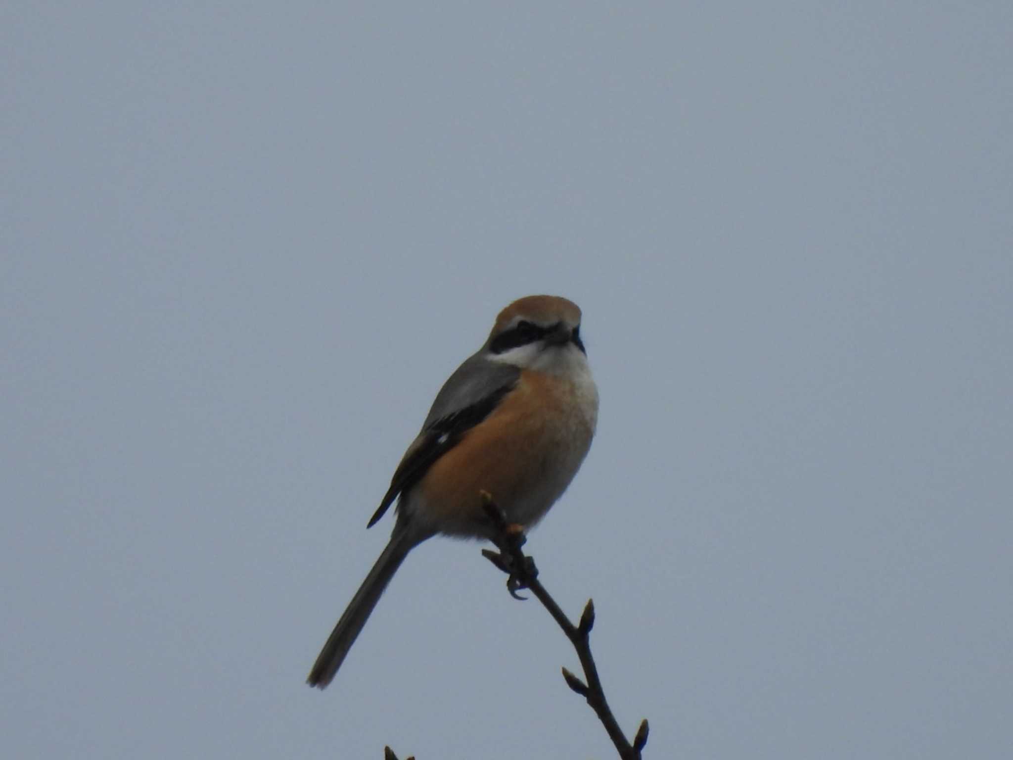 Photo of Bull-headed Shrike at 行徳野鳥保護区 by ミサゴ好き🐦