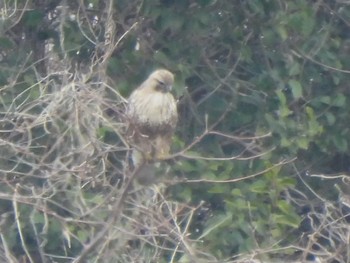 ノスリ 行徳野鳥保護区 2024年3月24日(日)