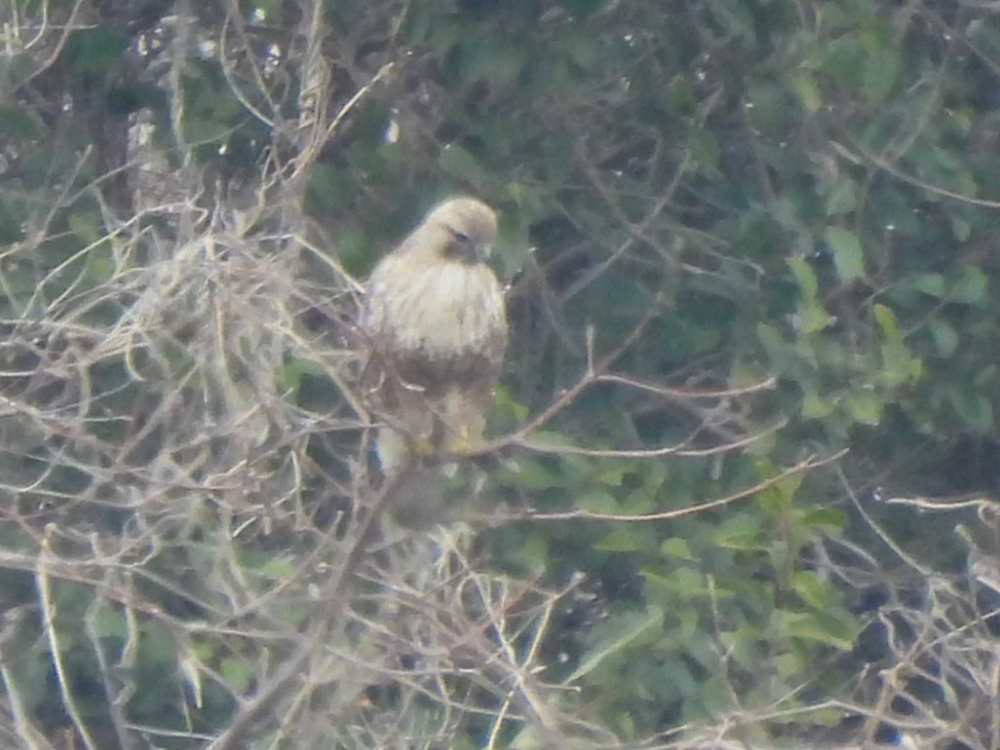 Eastern Buzzard