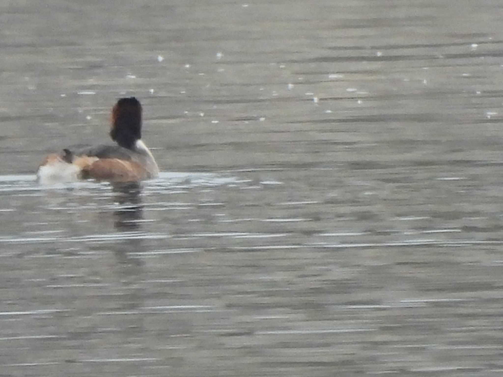 Great Crested Grebe