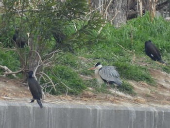 アオサギ 行徳野鳥保護区 2024年3月24日(日)