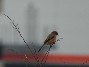 モズ 行徳野鳥保護区 2024年3月24日(日)