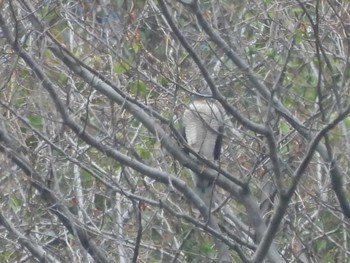 Eurasian Sparrowhawk 行徳野鳥保護区 Sun, 3/24/2024