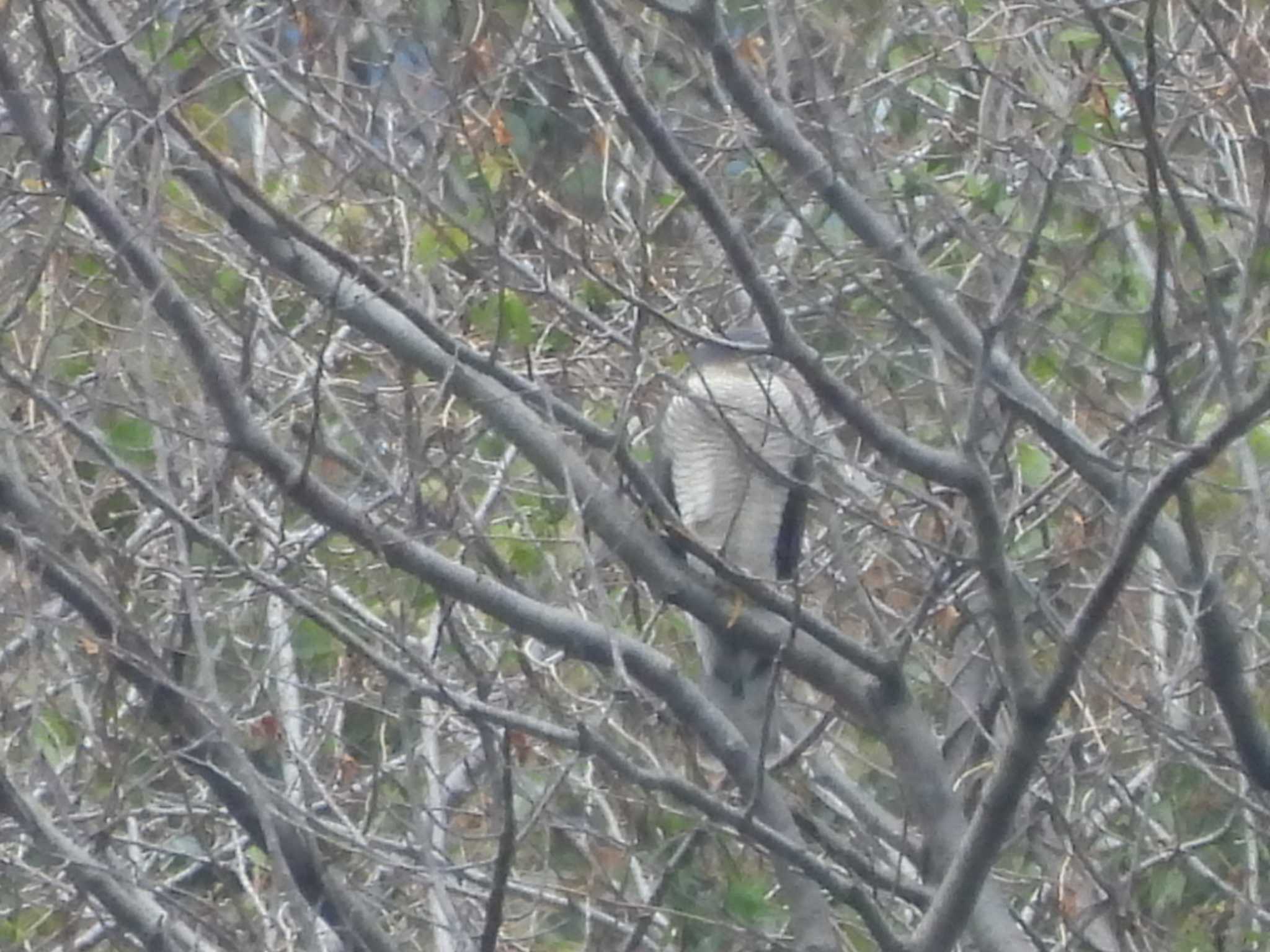 Eurasian Sparrowhawk