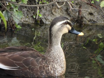 カルガモ 行徳野鳥保護区 2024年3月24日(日)