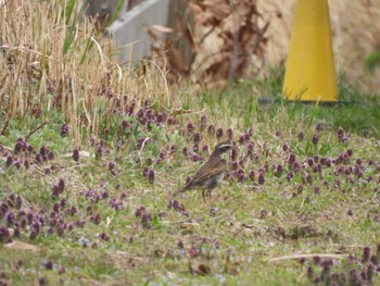 ツグミ 行徳野鳥保護区 2024年3月24日(日)