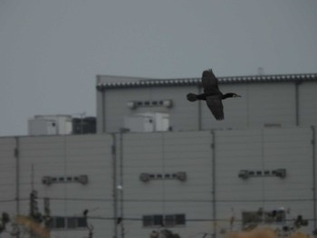 Great Cormorant 行徳野鳥保護区 Sun, 3/24/2024