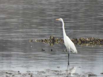 ダイサギ 行徳野鳥保護区 2024年3月24日(日)