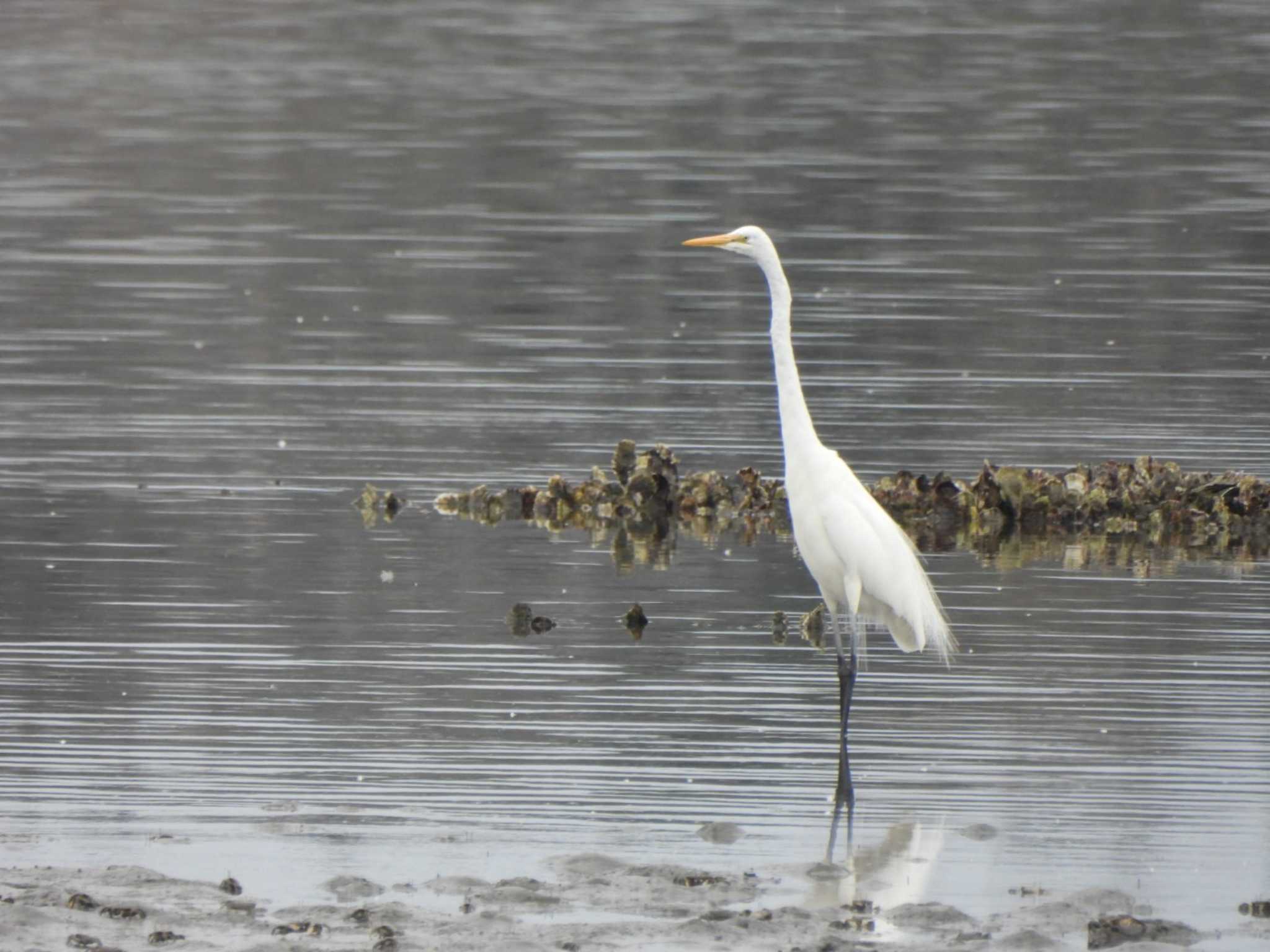 Great Egret