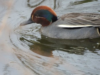 コガモ 行徳野鳥保護区 2024年3月24日(日)