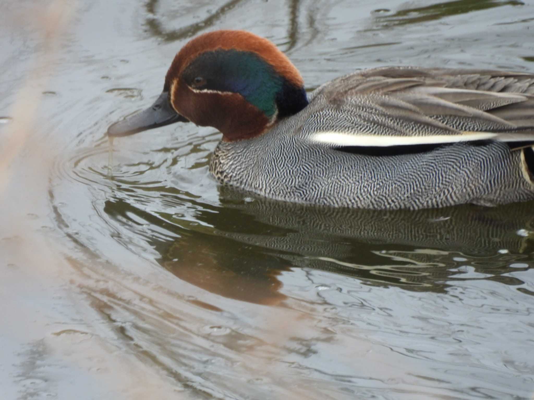 行徳野鳥保護区 コガモの写真 by ミサゴ好き🐦