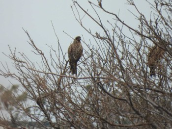 Black Kite 行徳野鳥保護区 Sun, 3/24/2024