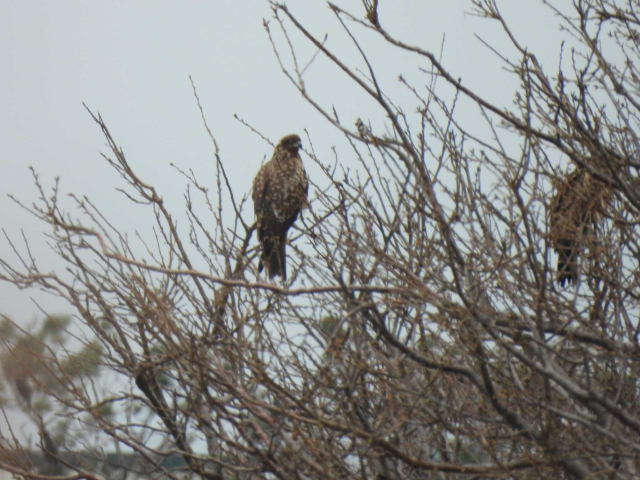 Black Kite