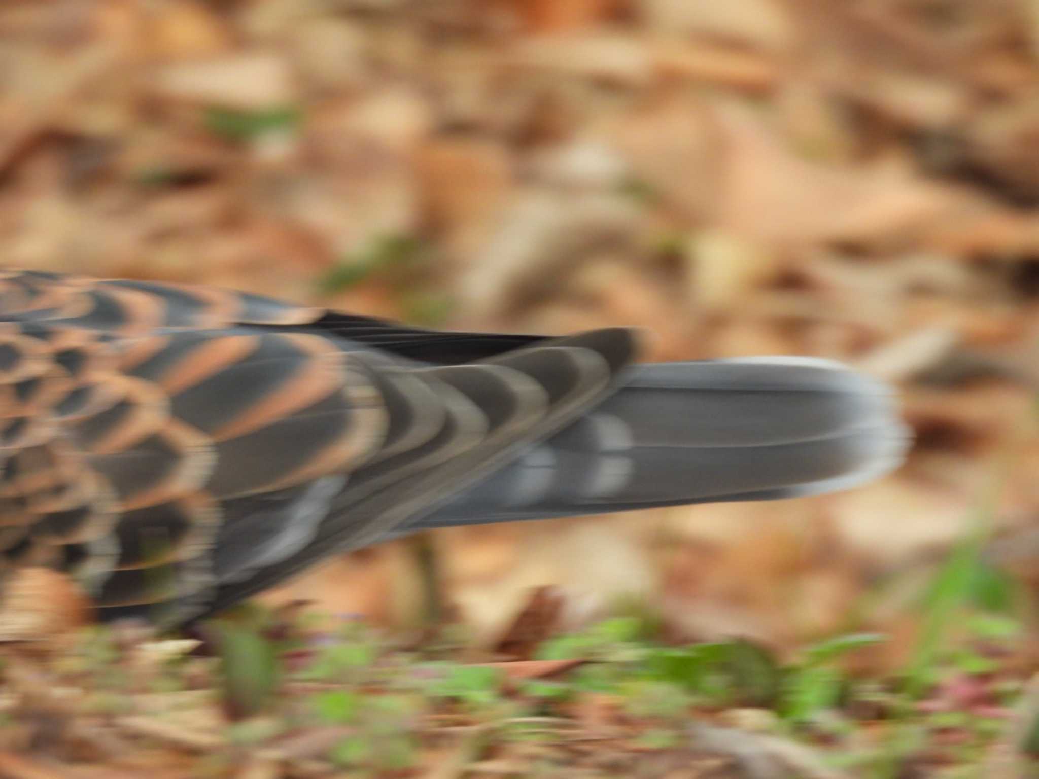 Oriental Turtle Dove