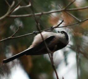 エナガ 播磨中央公園(兵庫県) 2018年12月15日(土)